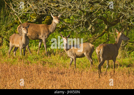 Rothirsch (Cervus Elaphus) gehört am Stithians Stausee, Cornwall Stockfoto