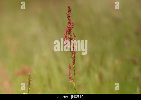 Gemeinsame Sauerampfer (rumex acetosa), Cornwall, Großbritannien Stockfoto