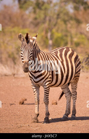 Ein Burchell-Zebra im Krüger Nationalpark in Südafrika. Stockfoto