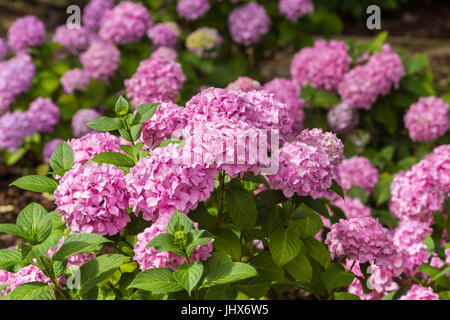 Hydrangea Macrophylla 'Générale Vicomtesse de Vibraye', wandte sich wegen des Mangels an Bodensäure rosa. Stockfoto