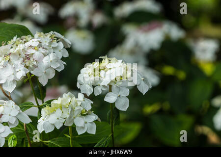 Hortensie Lanarth white, eine große Spitze Kappe Hydrangea Macrophylla. Stockfoto