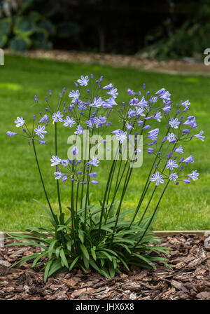 Agapanthus Blue Storm (Blue Storm Agapanthus, Agapanthus Beurre orientalis neben einem Rasen. Stockfoto