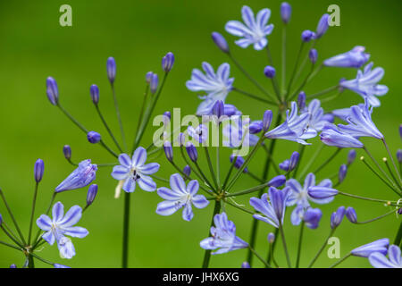 Agapanthus blaue Sturm (Blue Storm Agapanthus, Agapanthus Praecox Orientalis ATIblu) neben einem Rasen. Stockfoto