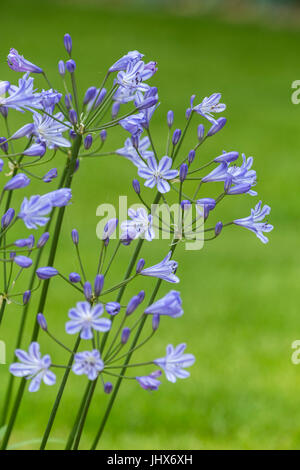 Agapanthus blaue Sturm (Blue Storm Agapanthus, Agapanthus Praecox Orientalis ATIblu) neben einem Rasen. Stockfoto