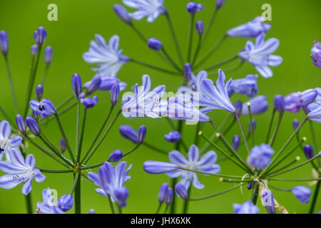 Agapanthus blaue Sturm (Blue Storm Agapanthus, Agapanthus Praecox Orientalis ATIblu) neben einem Rasen. Stockfoto