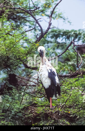 Asian Openbill oder Asian Openbill Storch, (Anastomus oscitans), Keoladeo Ghana National Park, Bharatpur, Rajasthan, Indien Stockfoto