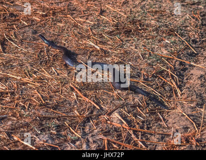 Indische Kobra oder Spectacled Cobra, (Naja naja), Keoladeo Ghana National Park, Bharatpur, Rajasthan, Indien Stockfoto