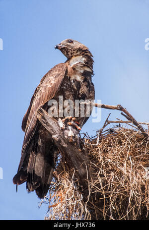 Orientalische oder Crested Wespenbussard (Pernis ptilorhynchus), streifzüge Pied Myna nest Flügge, Keoladeo Ghana National Park, Bharartpur, Rajasthan Stockfoto