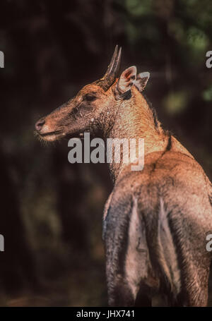Männliche nilgai, (boselaphus tragocamelus), Keoladeo Ghana National Park, bharatpur, Rajasthan, Indien Stockfoto