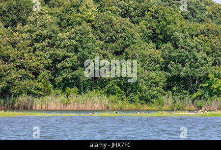 kanadische Gänse in ein ruhiges Gewässer in Shelter Island, New York Stockfoto