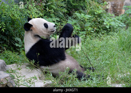 Der chinesischen Nanchang, Jiangxi Provinz. 17. Juli 2017. Panda "Mei Ling" isst Bambus im Zoo von Nanchang in Nanchang, Hauptstadt der Osten Chinas Jiangxi Provinz, 17. Juli 2017. Bildnachweis: Peng Zhaozhi/Xinhua/Alamy Live-Nachrichten Stockfoto
