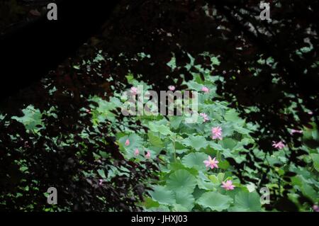 Anyang. 16. Juli 2017. Foto aufgenommen am 16. Juli 2017 zeigt Lotus im Regen im Volkspark, Anyang City, Zentral-China Henan Provinz. Bildnachweis: Liu Xiaokun/Xinhua/Alamy Live-Nachrichten Stockfoto