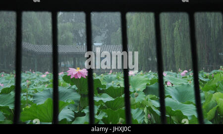 Anyang. 16. Juli 2017. Foto aufgenommen am 16. Juli 2017 zeigt Lotus im Regen im Volkspark, Anyang City, Zentral-China Henan Provinz. Bildnachweis: Liu Xiaokun/Xinhua/Alamy Live-Nachrichten Stockfoto