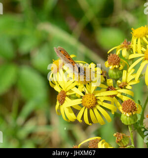 Reigate, UK. 17. Juli 2017. Großer Schmetterling Graf findet in Reigate Heide in Surrey. Ein kleiner Schmetterling Kupfer, Lycaena Phlaeas ernährt Blumen in Reigate Heide in Surrey. Montag, 17. Juli 2017. Bildnachweis: Lindsay Constable/Alamy Live-Nachrichten Stockfoto