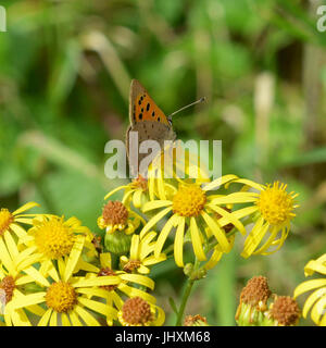 Reigate, UK. 17. Juli 2017. Großer Schmetterling Graf findet in Reigate Heide in Surrey. Ein kleiner Schmetterling Kupfer, Lycaena Phlaeas ernährt Blumen in Reigate Heide in Surrey. Montag, 17. Juli 2017. Bildnachweis: Lindsay Constable/Alamy Live-Nachrichten Stockfoto