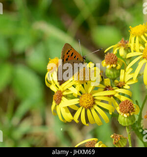 Reigate, UK. 17. Juli 2017. Großer Schmetterling Graf findet in Reigate Heide in Surrey. Ein kleiner Schmetterling Kupfer, Lycaena Phlaeas ernährt Blumen in Reigate Heide in Surrey. Montag, 17. Juli 2017. Bildnachweis: Lindsay Constable/Alamy Live-Nachrichten Stockfoto