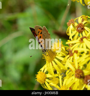 Reigate, UK. 17. Juli 2017. Großer Schmetterling Graf findet in Reigate Heide in Surrey. Ein kleiner Schmetterling Kupfer, Lycaena Phlaeas ernährt Blumen in Reigate Heide in Surrey. Montag, 17. Juli 2017. Bildnachweis: Lindsay Constable/Alamy Live-Nachrichten Stockfoto