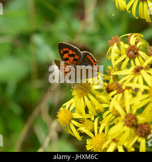 Reigate, UK. 17. Juli 2017. Großer Schmetterling Graf findet in Reigate Heide in Surrey. Ein kleiner Schmetterling Kupfer, Lycaena Phlaeas ernährt Blumen in Reigate Heide in Surrey. Montag, 17. Juli 2017. Bildnachweis: Lindsay Constable/Alamy Live-Nachrichten Stockfoto