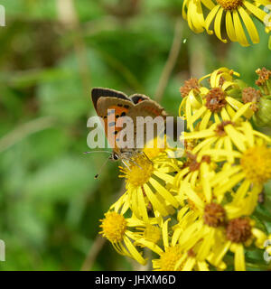 Reigate, UK. 17. Juli 2017. Großer Schmetterling Graf findet in Reigate Heide in Surrey. Ein kleiner Schmetterling Kupfer, Lycaena Phlaeas ernährt Blumen in Reigate Heide in Surrey. Montag, 17. Juli 2017. Bildnachweis: Lindsay Constable/Alamy Live-Nachrichten Stockfoto