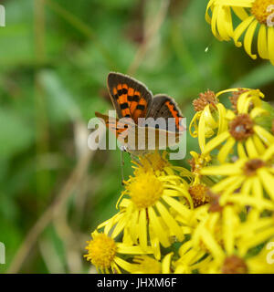 Reigate, UK. 17. Juli 2017. Großer Schmetterling Graf findet in Reigate Heide in Surrey. Ein kleiner Schmetterling Kupfer, Lycaena Phlaeas ernährt Blumen in Reigate Heide in Surrey. Montag, 17. Juli 2017. Bildnachweis: Lindsay Constable/Alamy Live-Nachrichten Stockfoto