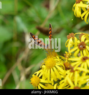 Reigate, UK. 17. Juli 2017. Großer Schmetterling Graf findet in Reigate Heide in Surrey. Ein kleiner Schmetterling Kupfer, Lycaena Phlaeas ernährt Blumen in Reigate Heide in Surrey. Montag, 17. Juli 2017. Bildnachweis: Lindsay Constable/Alamy Live-Nachrichten Stockfoto