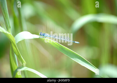 Nahaufnahme einer blaue Libelle, Azure Damselfly, sitzen auf dem Blatt einer Pflanze Getreide. Stockfoto