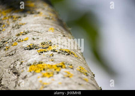 Populus Stamm Stockfoto