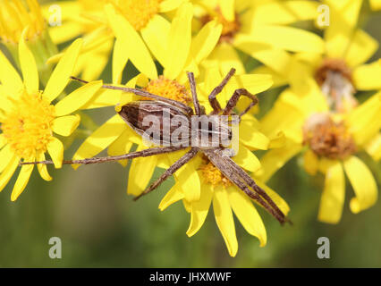 Baumschule WEB SPIDER Pisaura Mirabilis. Auf Kreuzkraut. Foto: Tony Gale Stockfoto