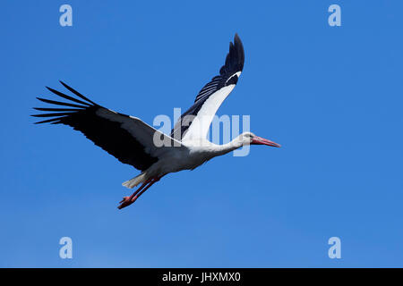 Storch im Flug mit blauem Himmel im Hintergrund Stockfoto