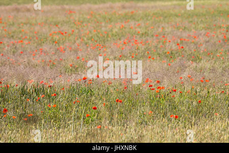 Bereich der Mohn in der schwedischen Landschaft an einem Sommertag auf der Ostsee-Insel Öland Stockfoto