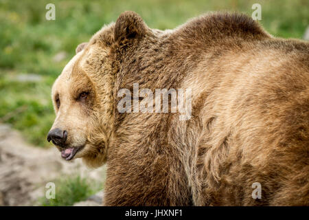 Eine Gefangene Grizzlybär blickt in Richtung der Kamera. Stockfoto