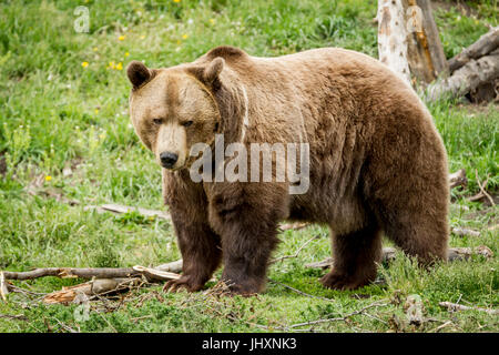 Eine Seitenansicht eines Gefangenen Grizzly Bären in Montana. Stockfoto