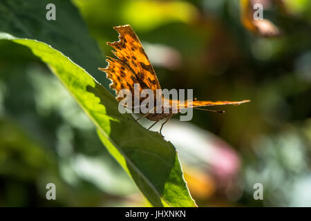 Komma Schmetterling ruht auf einem Blatt Stockfoto