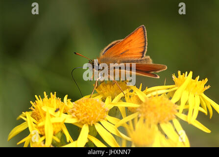 Essex Skipper oder europäischen Skipper (Thymelicus kleine) Fütterung auf eine gelbe Blume. Stockfoto