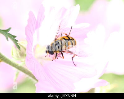 Nahaufnahme der Myathropa Florea Hoverfly Futtersuche auf eine rosa Blume. Inoffizielle englische Bezeichnung: Dead Head Hoverfly. Stockfoto