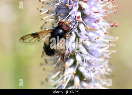 Männlichen europäischen Pelucid Hoverfly (Volucella Pellucens), auch inoffiziell als große Pied Hoverfly. Stockfoto