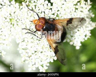 Europäischen Pelucid Hoverfly (Volucella Pellucens), auch inoffiziell als große Pied Hoverfly. Stockfoto