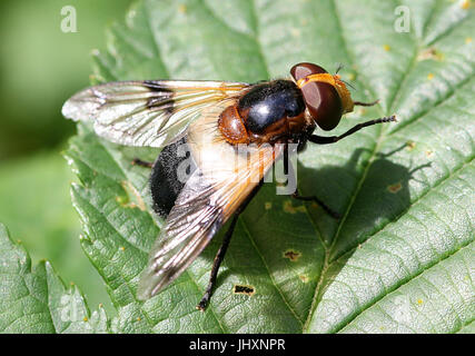 Europäischen Pelucid Hoverfly (Volucella Pellucens), auch inoffiziell als große Pied Hoverfly. Stockfoto