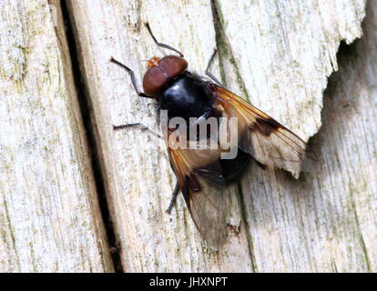 Männlichen europäischen Pelucid Hoverfly (Volucella Pellucens), auch inoffiziell als große Pied Hoverfly. Stockfoto