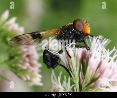 Europäischen Pelucid Hoverfly (Volucella Pellucens), auch inoffiziell als große Pied Hoverfly. Stockfoto