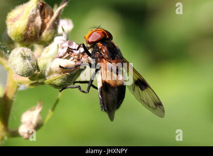 Europäischen Pelucid Hoverfly (Volucella Pellucens), auch inoffiziell als große Pied Hoverfly. Stockfoto