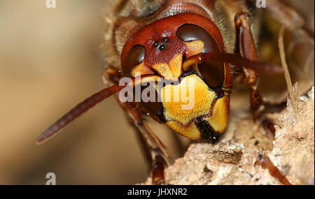 Königin Europäische Hornisse (Vespa Crabro), extreme Nahaufnahme des Kopfes. Stockfoto