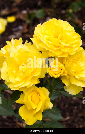 Gelben Blüten der duftenden Floribunda rose, Rosa "Korresia" Stockfoto