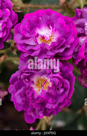 Zwei Blumen der alten Sorte von strauchartigen Moss Rose, Rosa 'William Lobb' Stockfoto