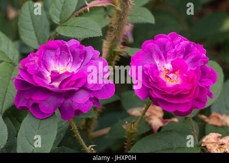 Zwei Blumen der alten Sorte von strauchartigen Moss Rose, Rosa 'William Lobb' Stockfoto