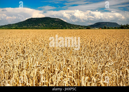 Getreide-Feld in der Sommerzeit, Ungarn Stockfoto