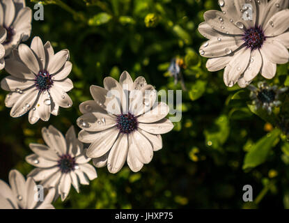 In der Nähe von sonnigen Kapkörbchen, Eis Weiß Osteospermum, mit Wassertropfen auf den Blättern und unscharfen Hintergrund, East Lothian, Schottland, Großbritannien Stockfoto