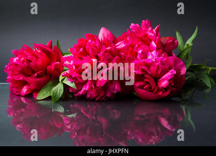 Rote Pfingstrose Blumen Blumenstrauß auf dunklen reflektierenden Hintergrund Stockfoto