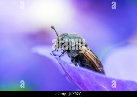 Bestäubenden wilde Biene Insekt auf blaue Blume Hintergrund Stockfoto