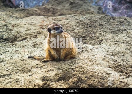 Erdmännchen oder Suricate. Eine verängstigte Erdmännchen steht auf dem sand Stockfoto